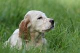 SETTER ANGLAIS 254